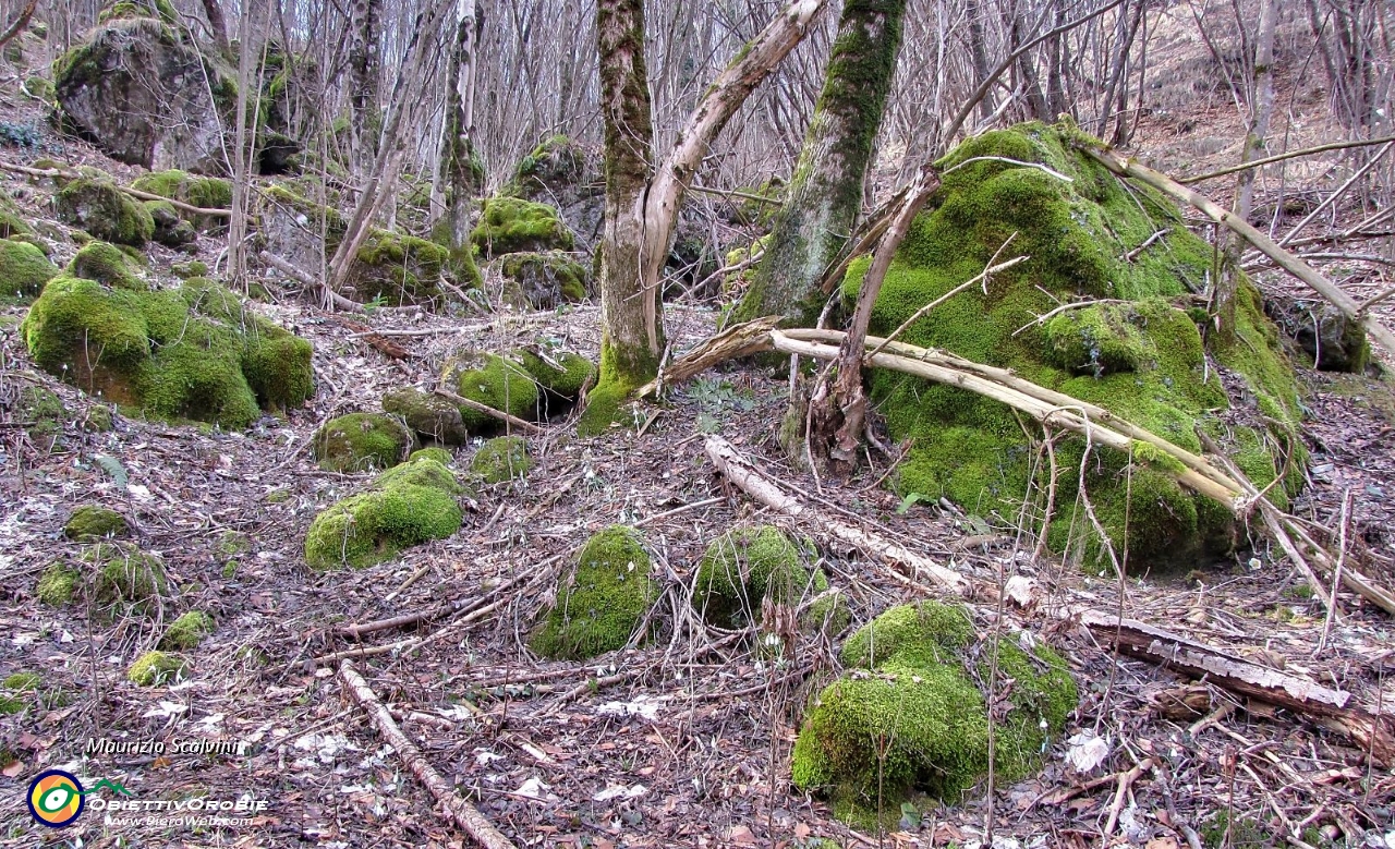 21 Nel bosco di Cantiglio....JPG